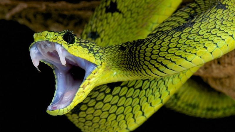 Grüne Giftschlange (Buschviper) mit aufgerissenem Mund