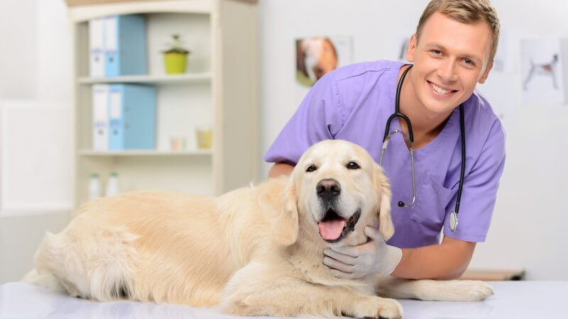 Tierarzt in lila Kasack untersucht einen Hund in seiner Tierarztpraxis