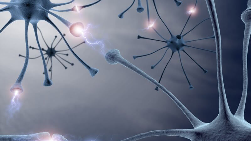 Grafik Verzweigung von Nervenzellen