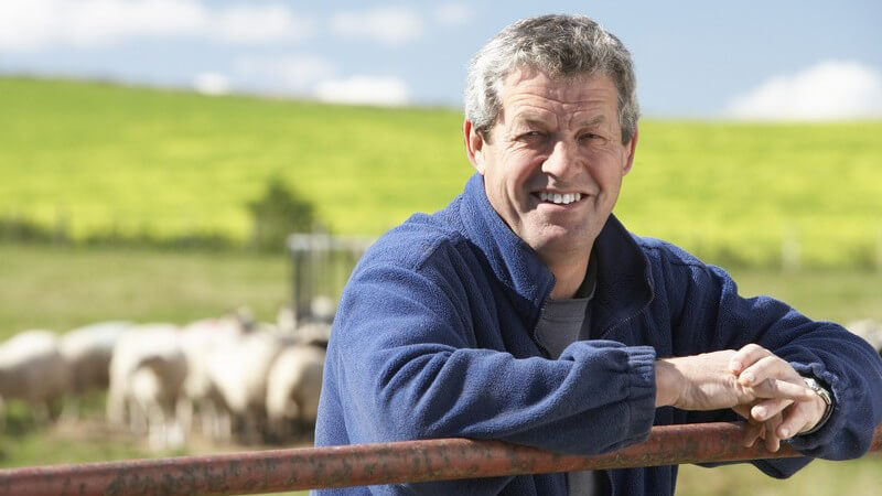 Älterer Mann in blauem Hemd lehnt mit beiden Armen auf Zaun, im Hintergrund Schafe