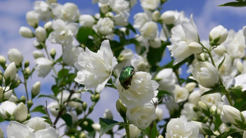Grüner Käfer auf Jasminblüten unter blauem Himmel