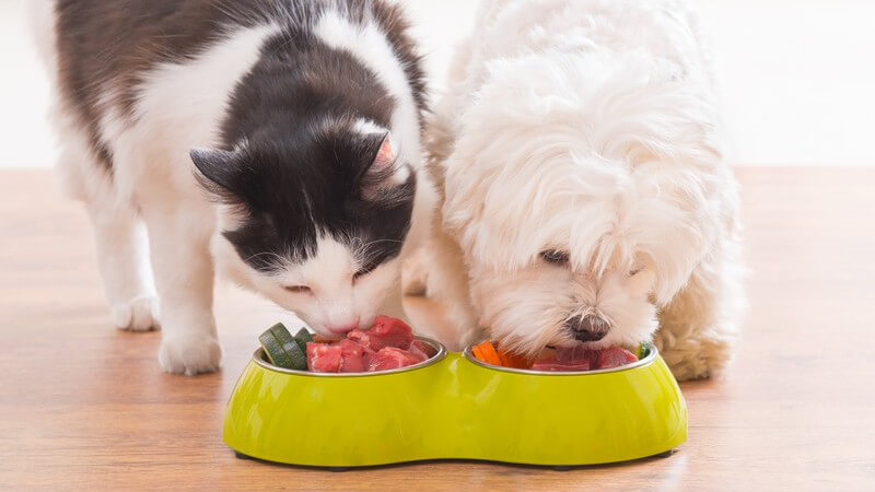 Schwarz-weiße Katze und kleiner weißer Hund essen aus einem zweigeteilten grünen Fressnapf