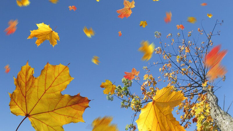 Gelbe, rote Herbstblätter fliegen im Wind, blauer Himmel