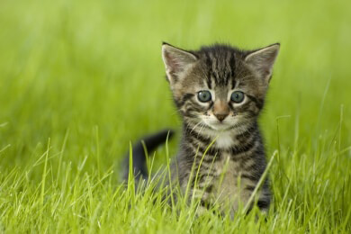 Sind Katzen Ursache für Gehirntumore?