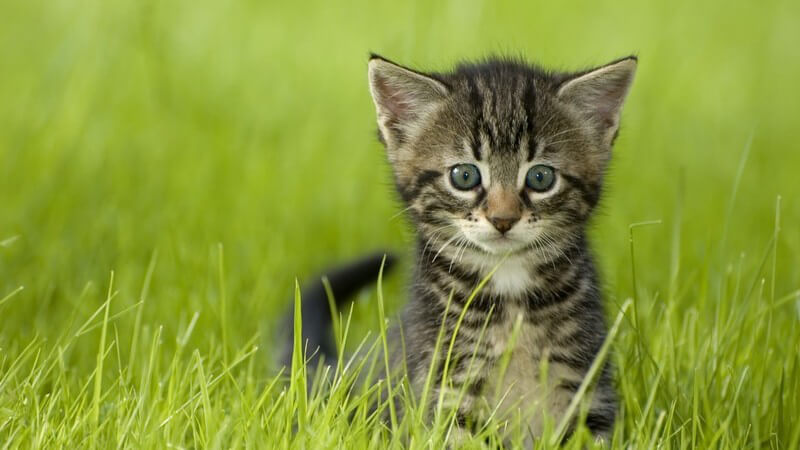 Kleine graue Katze im Gras