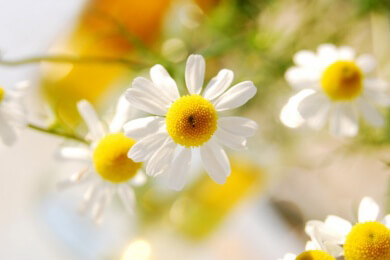 Die sanfte Alternative zur Tönung - 4 Wege, um die Haare natürlich aufzuhellen
