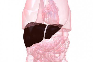 Hohe Leberwerte bei Senioren senken Lebenserwartung - Werte regelmäßig vom Arzt kontrollieren lassen