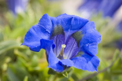 Enzian ist ein wirksames Heilmittel gegen Blähungen