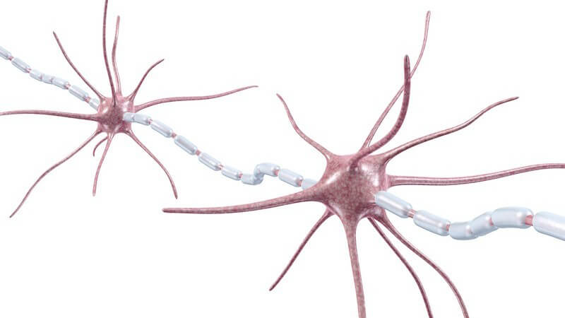 3-D-Grafik zweier Nervenzellen mit Myelinscheide vor weißem Hintergrund