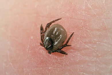 Zecken - Blutsauger und Überlebenskünstler