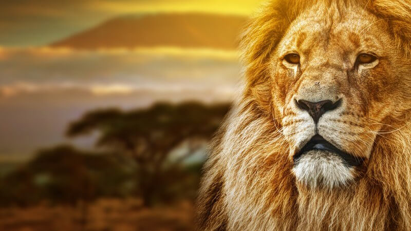 Afrika: Schnauze eines Löwen, im Hintergrund Savanne, Kilimandscharo
