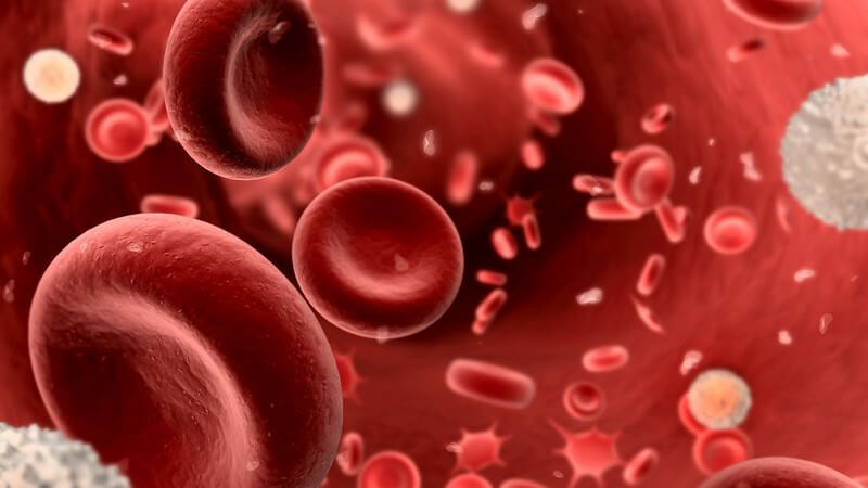 Grafik von fließendem Blut mit roten und weißen Blutkörperchen