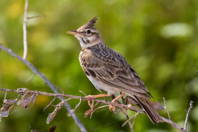 Schlaue Vögel profitieren vom Mauerfall