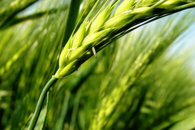 Pflanzen haben eine innere biologische Uhr