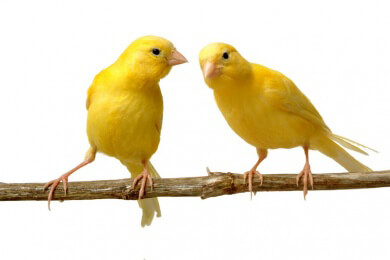 China - Angry Birds im Vergnügungspark