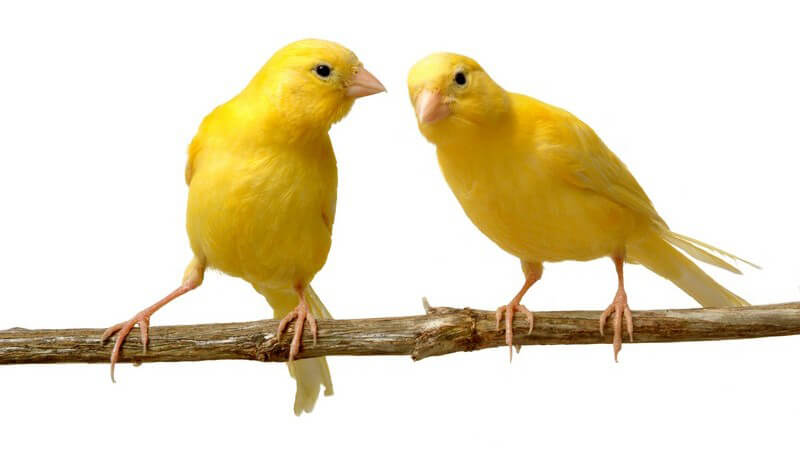 Zwei gelbe Kanarienvögel auf dünnem Ast
