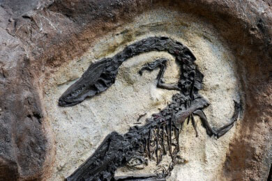 Urvögel gingen mit Dinosauriern unter