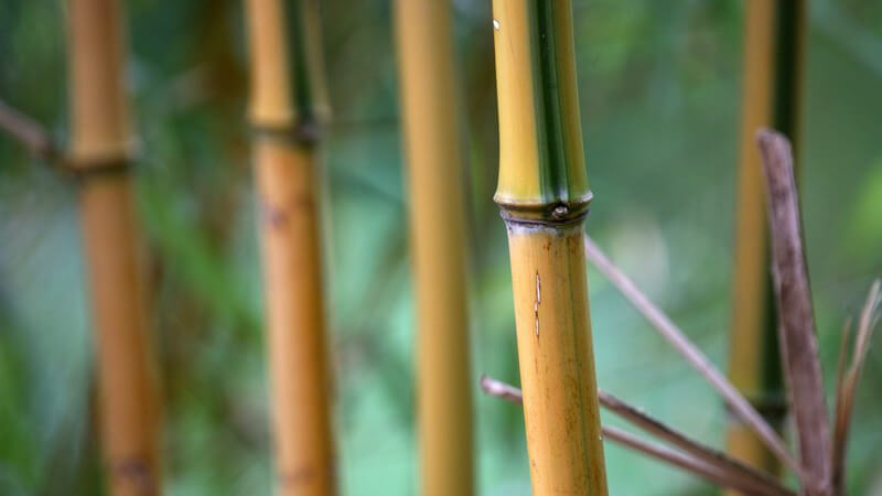 Ausschnitt Bambusstöcke