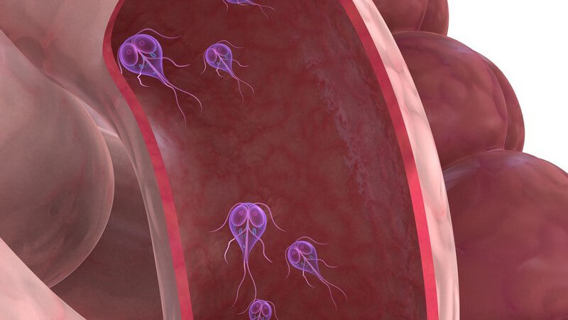 3D Grafik Parasiten im Darm