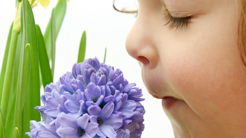 Nahaufnahme kleines Mädchen mit geschlossenen Augen riecht an violetter Blume