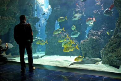 Kleine Aquarien - Fische reagieren agressiver