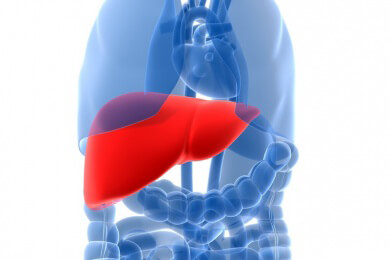 Bei der Lebendspende-Lebertransplantation sind die Überlebenschancen für den Empfänger höher