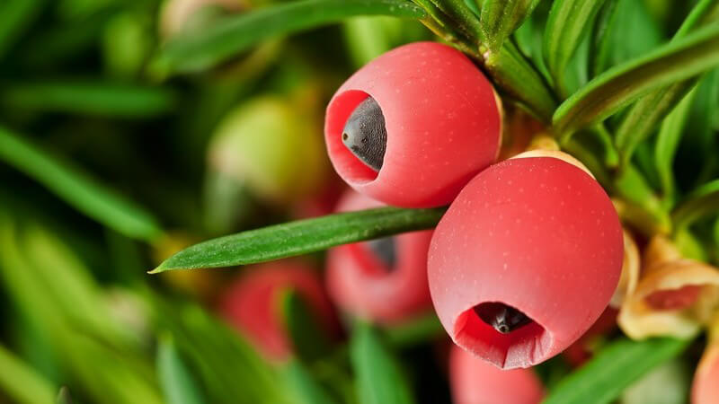 Nahaufnahme Eibe-Zweig mit roten Beeren