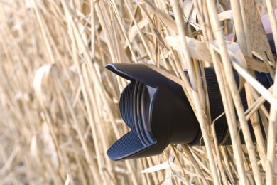 Opfertod für männliche Feldgrillen