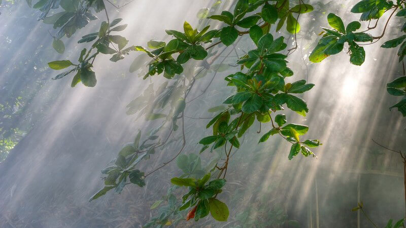 Nebel und Sonnenstrahlen in Regenwald-Vegetation