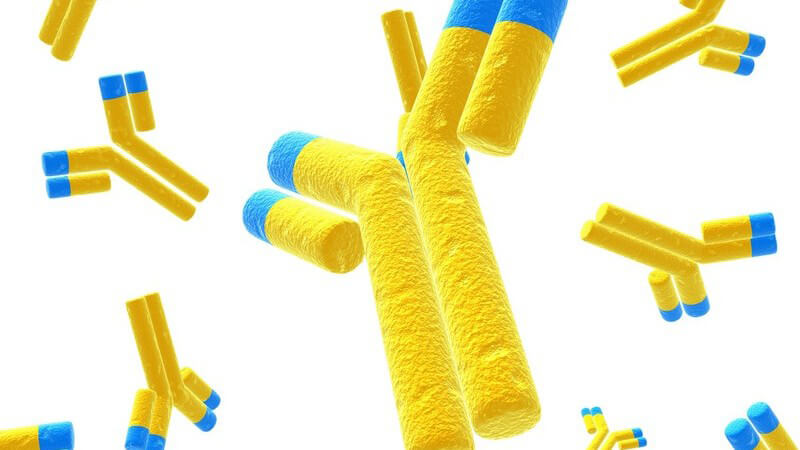 Grafik Antikörper in gelb-blau auf weißem Hintergrund