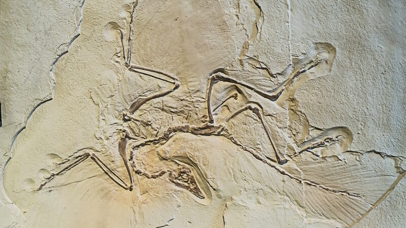 Archaeopteryx Fossil, Archosaurier