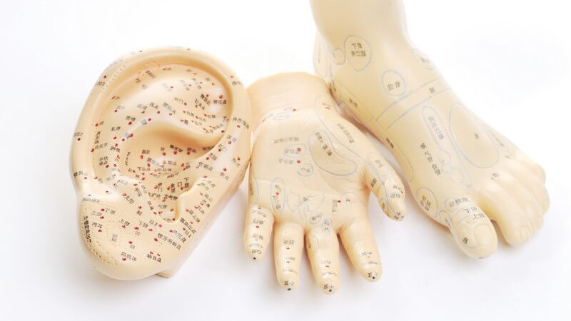 Modelle von Fuß, Hand und Ohr mit farblich markierten Akupunkturpunkten