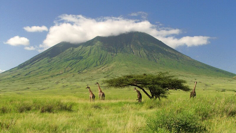 Oldonyo Len'gai, Vulkan in Tansania, davor zwei Giraffen