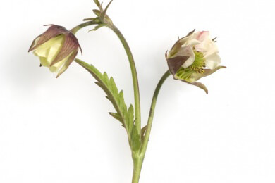 Blume des Jahres ist die vom Aussterben bedrohte Heide-Nelke