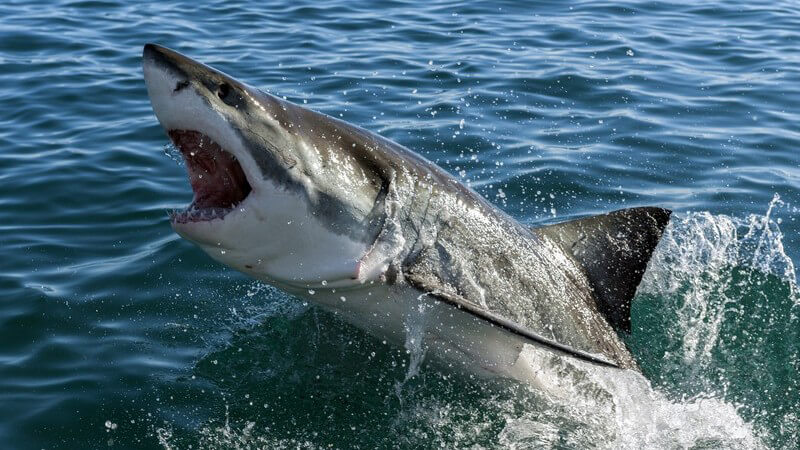 Weißer Hai im Ozean springt aus Wasser heraus