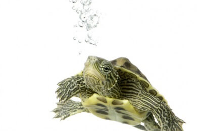 So lassen Sie Ihre Schildkröte richtig überwintern