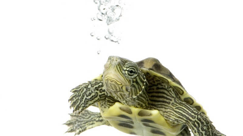 Wasserschildkröte unter Wasseroberfläche, weißer Hintergrund