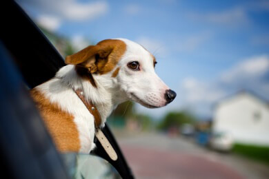 Sichere Autofahrt für Hunde