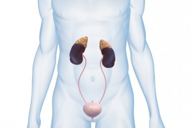 Medica-Kongress in Düsseldorf: Ist die Dranginkontinenz anatomisch bedingt?