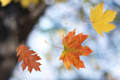 Warum verfärben sich die Blätter des Spitzahorns im Herbst anders als andere Laubbäume?