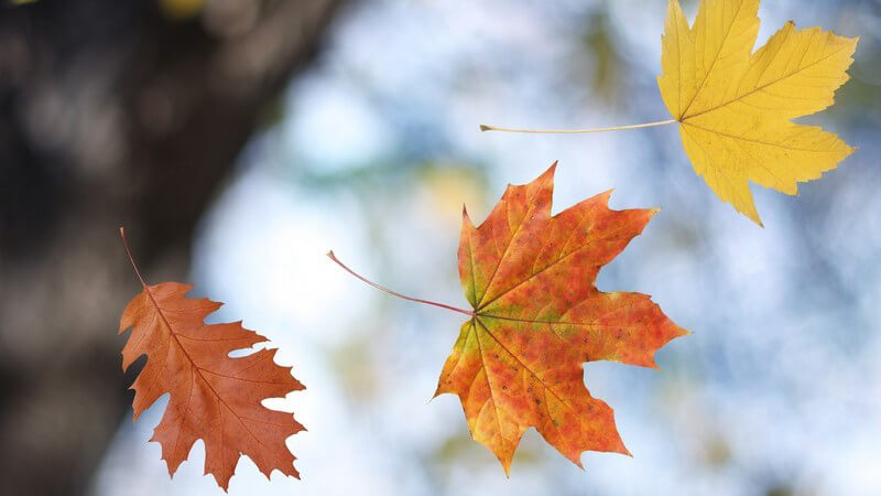 Nahaufnahme bunte fallende Herbstblätter