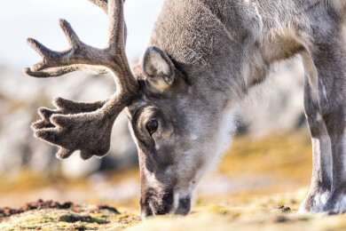Rentiere bleiben stets cool - wie die Tiere ihre Körpertemperatur regulieren