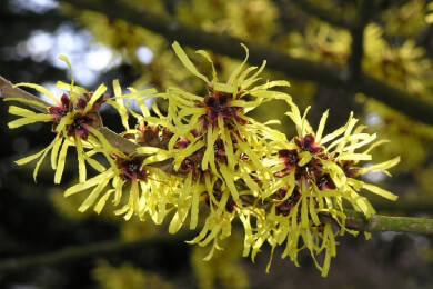 Empfindliche und entzündete Haut kann leicht mit Pflanzen geheilt werden