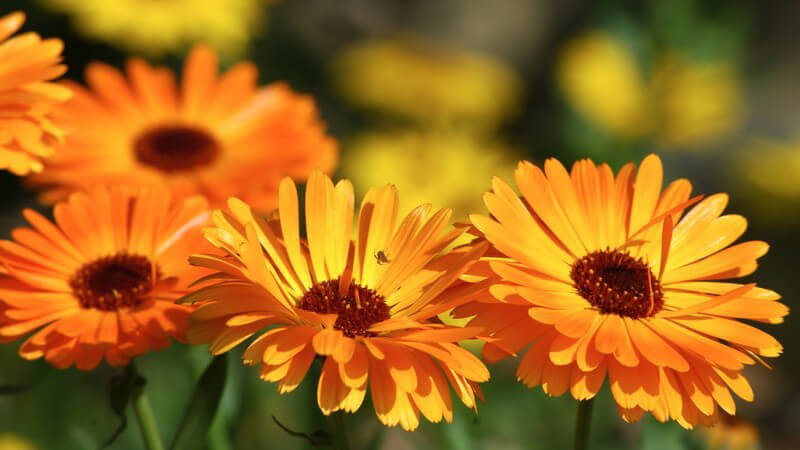Nahaufnahme orangene Blumen im Sonnenlicht