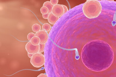 Gerichtsbeschluss - Eizellen dürfen nicht gespendet werden