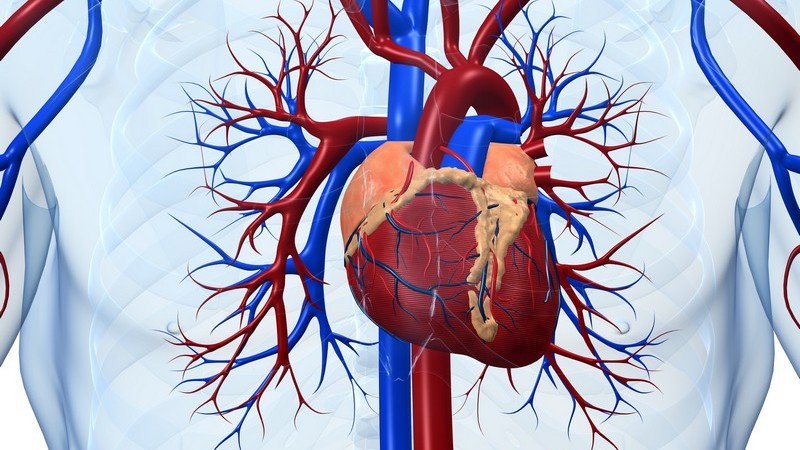 Anatomie - Grafik des menschlichen Herzens mit umliegenden Blutgefäßen