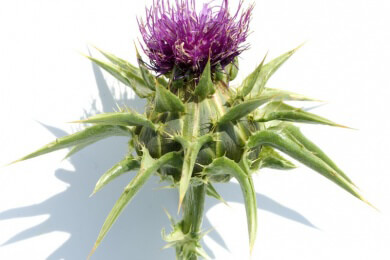 Wachstum von Lungenkrebs könnte durch einen Extrakt aus der Mariendistel gestoppt werden