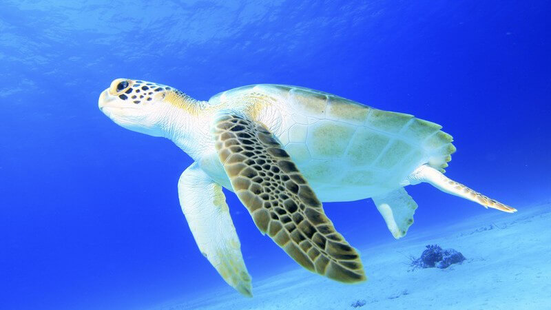 Große Wasserschildkröte unter Wasser