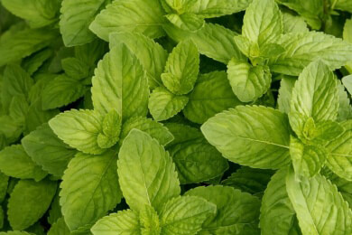 Mit Pfefferminzöl die Erkältung lindern