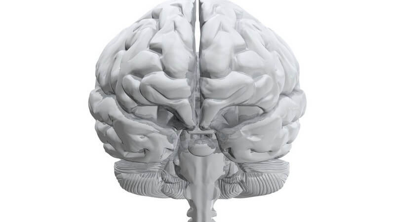 3D Grafik menschliches Gehirn auf weißem Hintergrund